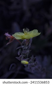 Alone in the dark forest 
