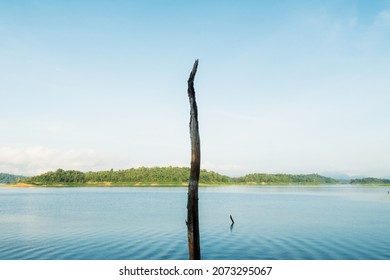 Alone Dead Tree Stand In The Middle Of The Lake With Blue Sky Background Behind