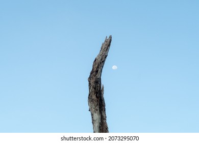 Alone Dead Tree Stand In The Middle Of The Lake With Blue Sky Background Behind