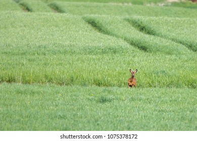 An alone deer on the field - Shutterstock ID 1075378172