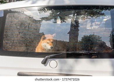 Alone Dog Left In Hot Car Problem