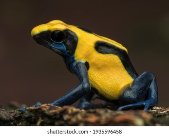 Alone, Dyeing Poison Dart Frog