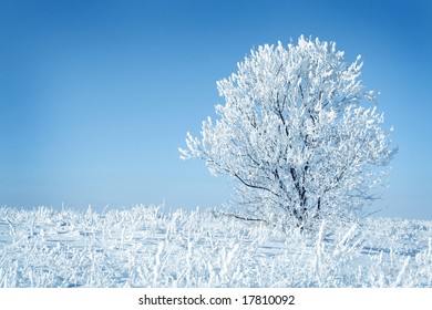 Alone frozen tree blue toned. white winter
