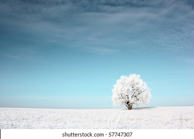 Alone frozen tree in snowy field - Powered by Shutterstock