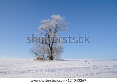 Similar – trees in an ice of lake