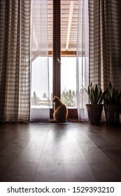 Alone Ginger Cat Sitting On Wooden Floor Looking Out Of The Terrace Window At Winter Garden. Stay At Home. House Pet In A Living Room