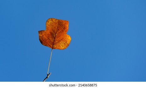 Alone golden leaf of Tulip tree (Liriodendron tulipifera) on a branch against the blue sky. Close-up autumn leaf of American or Tulip Poplar. Selective focus. There is place for text