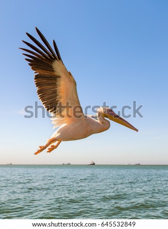 Alone Great white Pelican catches fish thrown by tourists on the ship - Namibia, South Africa. 