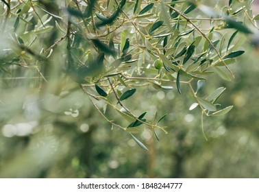 Alone green olive on the olive tree branch with unfocused blurred background with green foliage and bright morning dew drops on the leaves. Eco food and a Mediterranean agriculture concept image