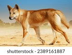 Alone hunter wildlife dingo island dog from new guinea.