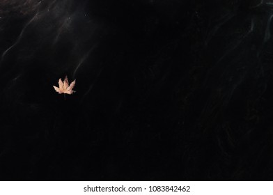 A alone leaf