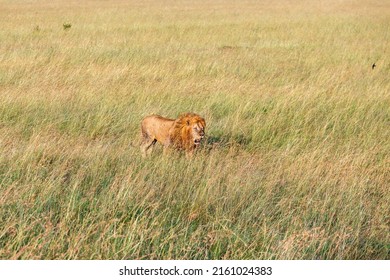 Alone male lion walking in the grass of the savannah