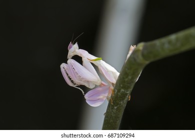 alone mantis