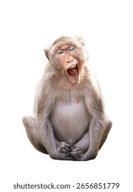 Alone Monkey or Macaca, its sleepy sits yawning, eyes closed and your mouth wide open to reveal your teeth, look funny, cute, in forest. Isolated on white background with clipping path and transparent