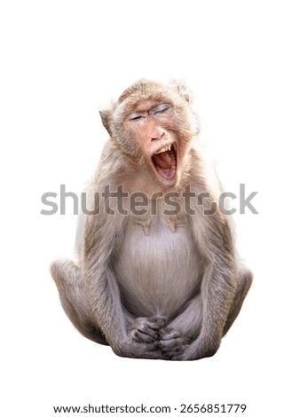 Alone Monkey or Macaca, its sleepy sits yawning, eyes closed and your mouth wide open to reveal your teeth, look funny, cute, in forest. Isolated on white background with clipping path and transparent