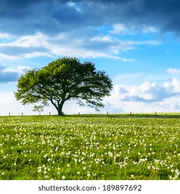 Alone Old oak tree on dandelion meadow with Blue cloudy Sky at summer in the Eifel germany