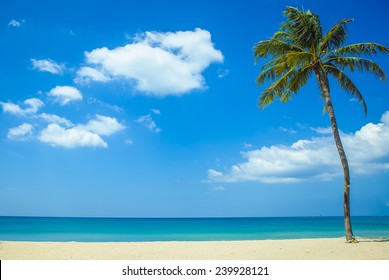 Alone palm tree by the sea beach Phuket Thailand