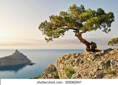 5,686 Alone Tree Cliff Images, Stock Photos & Vectors | Shutterstock