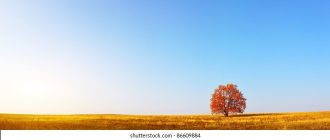 Alone red autumn tree on a meadow with a lot of copyspace