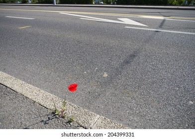 Alone Red Poppy Flower On A Road