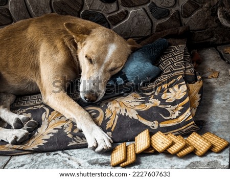 alone sad dog sleeping on a dead body of pigion