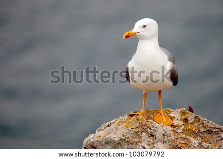 alone seagull perched on a rock