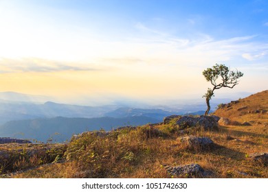 Alone or single one tree on the mountain hill cliff in the forest at sunset or evening time.