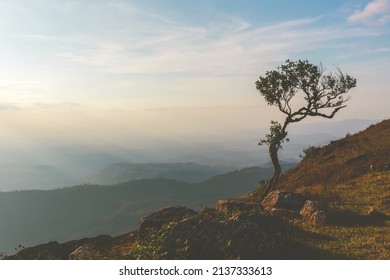Alone or single one tree on the mountain hill cliff in the forest at sunset or evening time.