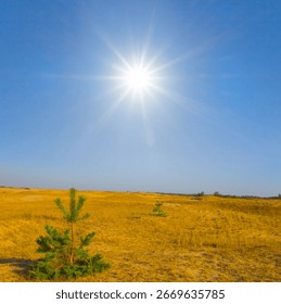 alone small pine tree among sandy desert at the summer sunny day