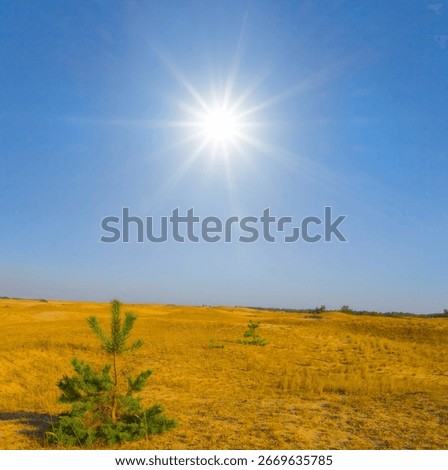 alone small pine tree among sandy desert at the summer sunny day