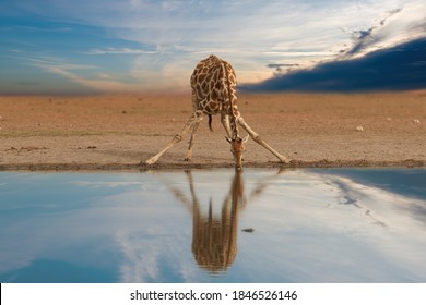 Alone South African giraffe, Giraffa giraffa, drinking from waterhole against dramatic sky. Wildlife photography in Etosha pan, Namibia.