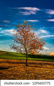 the alone tree