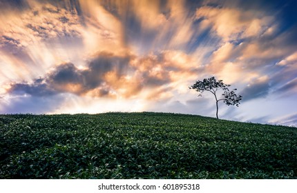 Alone tree