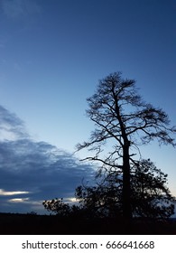 alone tree