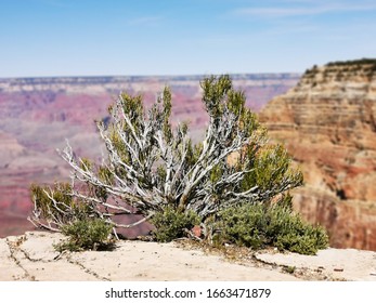 alone tree in the canyon 