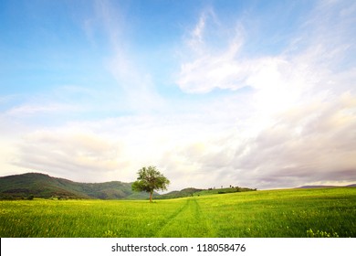 alone tree in clear green and blue nature landscape