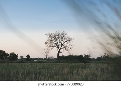 Alone tree in forest