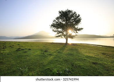 Alone Tree In Grass Field