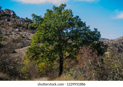 Alone Tree In Mariovo