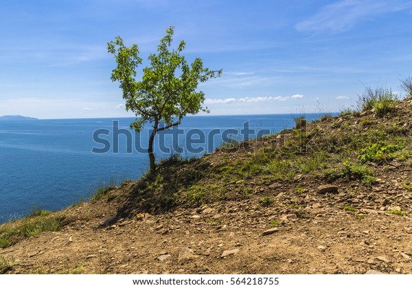 Alone Tree On Edge Cliff Stock Photo 564218755 | Shutterstock