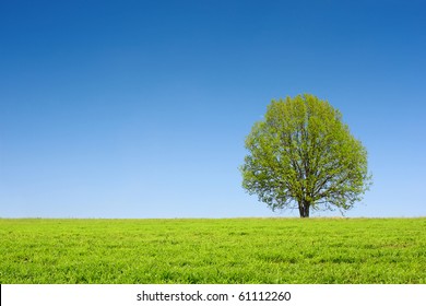 Alone tree on green meadow and clear blue sky