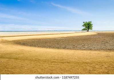 Alone tree on the sand beach and blue sky on day light,Out door travel season change,nature curve on seabeach,well use text on freespace