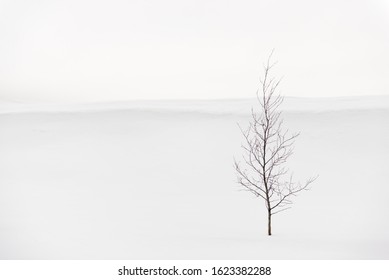 Alone tree on snowy. Minimalistic winter landscape. - Powered by Shutterstock