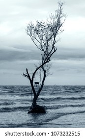 Alone tree at seaside
