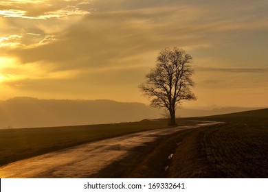 Alone tree sunset