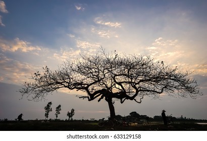 Alone tree in sunset time