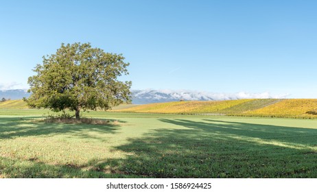 Alone Tree In Switzerland Field