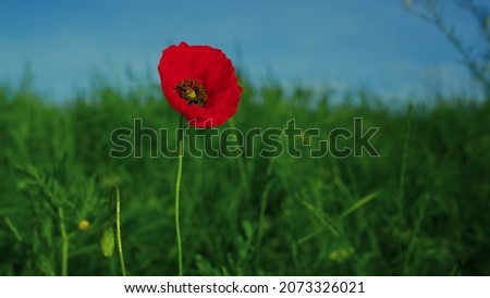 Similar – Image, Stock Photo poppy blossom Environment