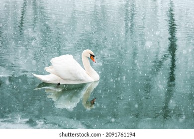 Alone white swan swim in the winter lake water in sunrise time. Snow falling. Animal photography - Powered by Shutterstock