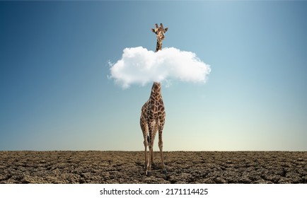 alone wild giraffe on dry desert. Extinction and ecology, environment protection ( Red List ) concept